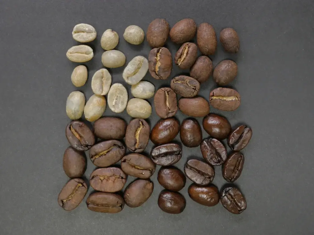 灰色の台の上に、焙煎前の淡い色の生豆から、焙煎した茶色のコーヒー豆までを並べた写真