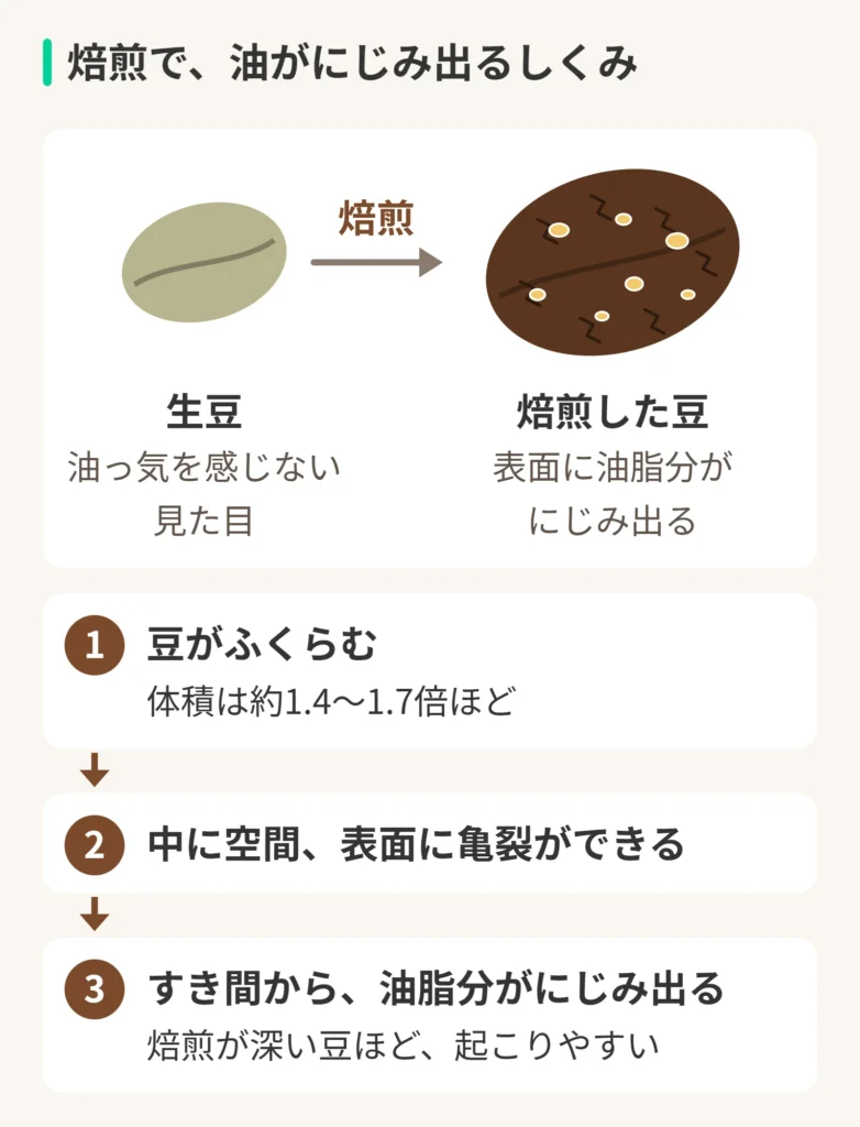 焙煎で、油がにじみ出るしくみの図。焙煎。生豆：油っ気を感じない見た目。焙煎した豆：表面に油脂分がにじみ出る。1、豆がふくらむ。体積は約1.4～1.7倍ほど。2、中に空間、表面に亀裂ができる。3、すき間から、油脂分がにじみ出る。焙煎が深い豆ほど、起こりやすい
