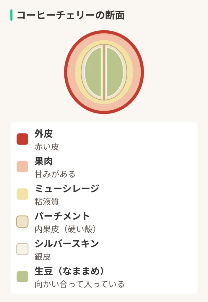 コーヒーチェリーの断面。外皮:赤い皮。果肉:甘みがある。ミューシレージ:粘液質。パーチメント:内果皮(硬い殻)。シルバースキン:銀皮。生豆(なままめ):向かい合って入っている。